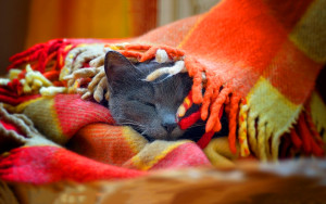 6929786-cat-sleep-blanket